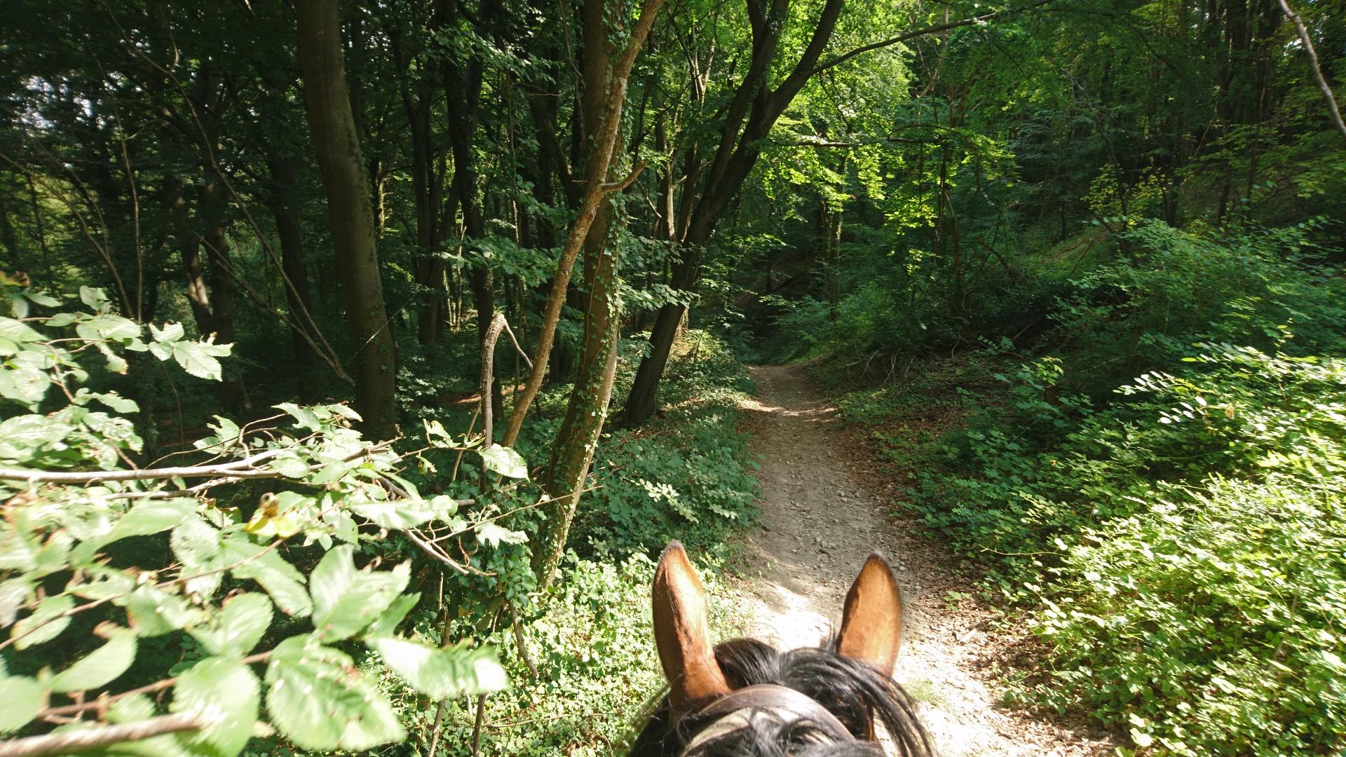 Nous apprecions la fraicheur de nos forets